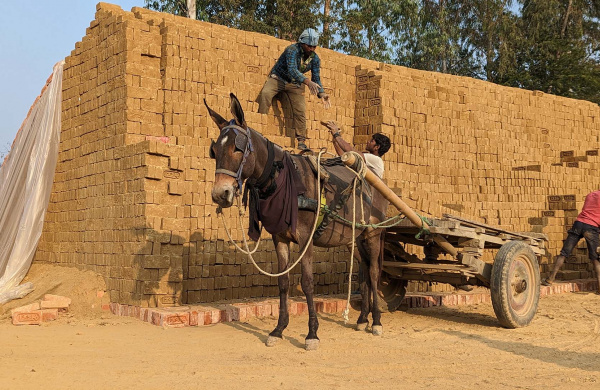 Unloading bricks from a working equine's cart. 